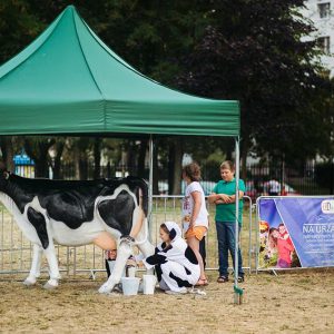 Konkurs dojenia sztucznej krowy - organizacja imprez plenerowych