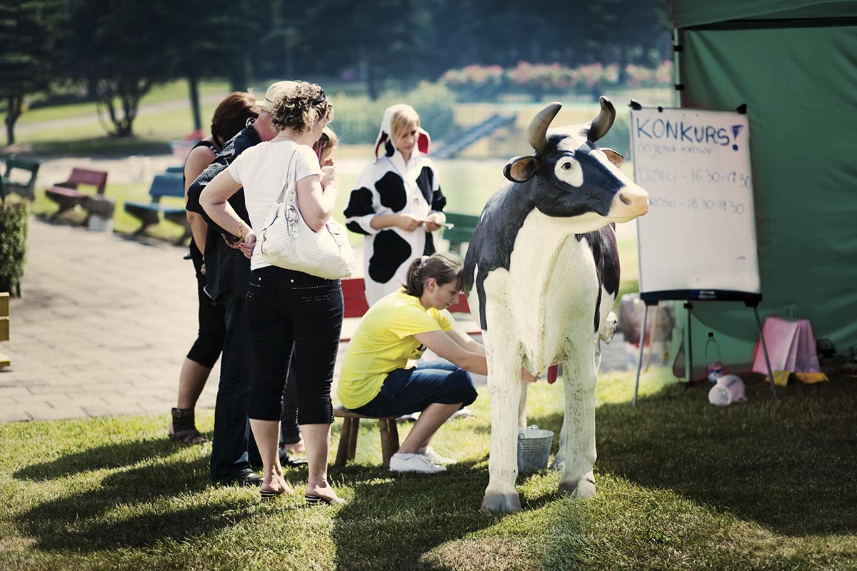 Konkurs dojenia sztucznej krowy - obrazek 3