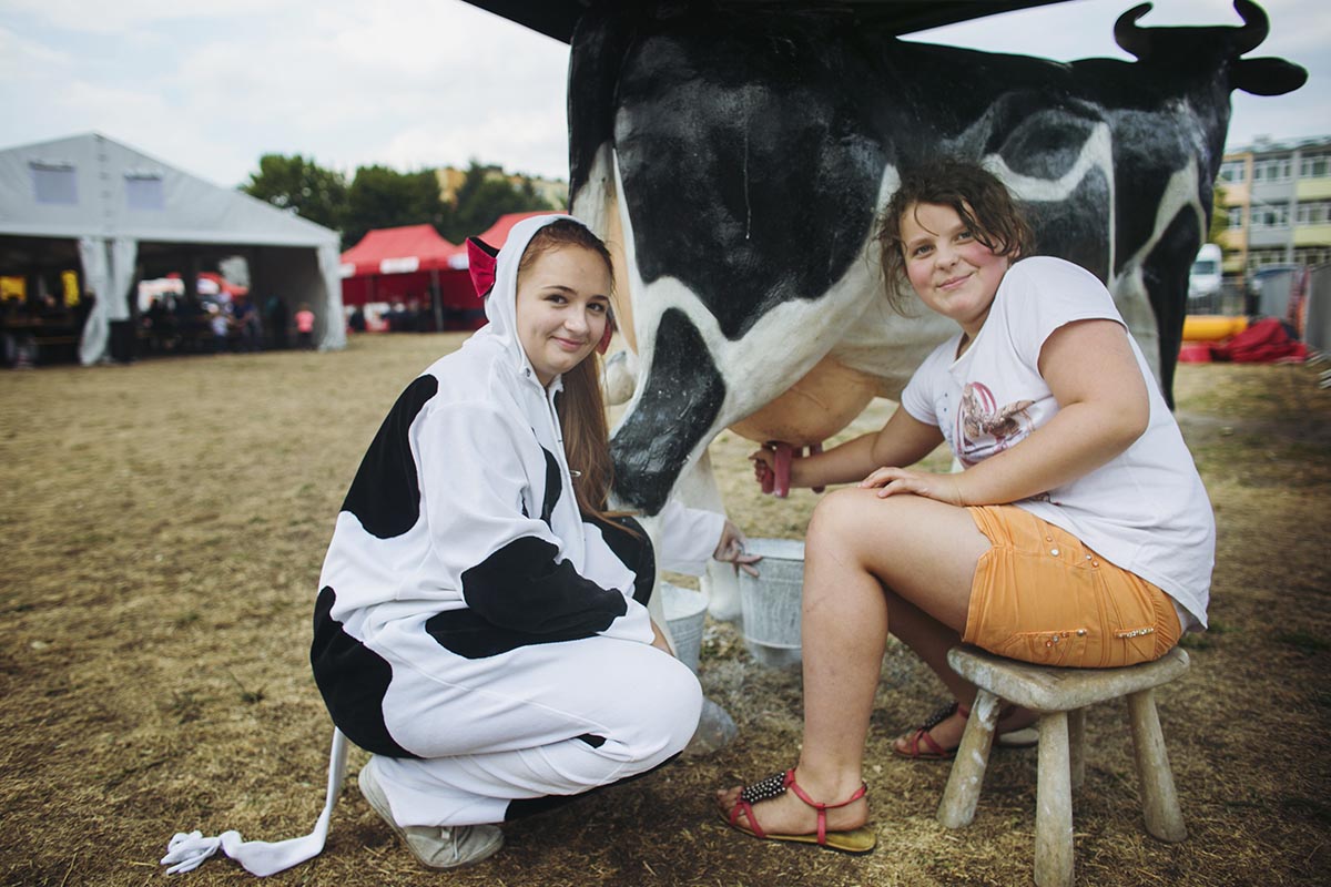 Konkurs dojenia sztucznej krowy - obrazek 4
