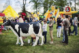 organizacja-imprez-sztuczna-krowa