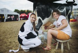 sztuczna-krowa-do-dojenia